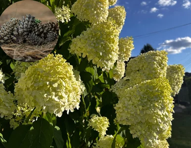 Miniatura: Nazbieraj ich na spacerze i wrzuć pod...