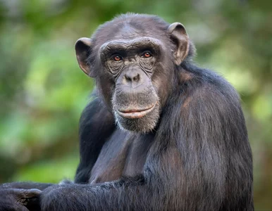 Miniatura: Tak rozmawiają szympansy. Wyniki badań...