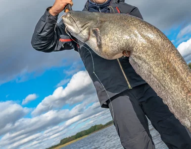 Miniatura: Wędkarze wyciągnęli z wody wielkiego suma....