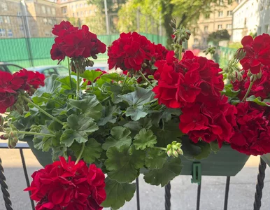 Miniatura: Wsyp jedną łyżeczkę do wody. Pelargonie...
