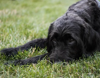 Miniatura: Tak Polacy opłakują zwierzęta. Monetyzacja...