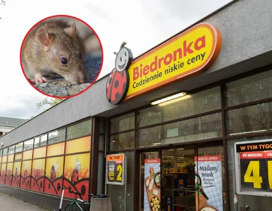 Miniatura: Szczury na zapleczu popularnego sklepu?...