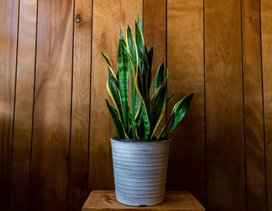 Miniatura: Sansewieria zimą wygląda mizernie? Wsyp to...