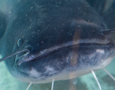 Miniatura: Wędkarz zajrzał do otworu gębowego suma....