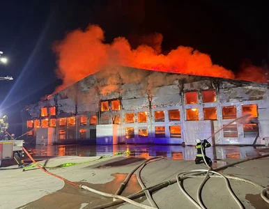 Miniatura: Tragiczny pożar w polskiej hodowli. Trwa...