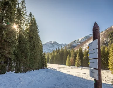 Miniatura: Chwile grozy w Tatrach. Niedźwiedź...