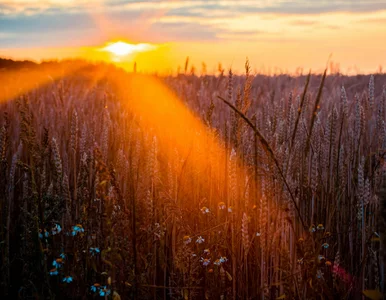 Miniatura: Pierwszeństwo produkcji. Rolnicy wygrają...
