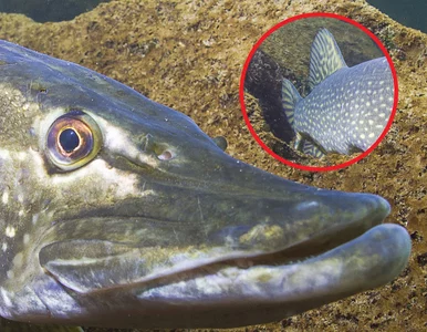 Miniatura: Chciał złowić suma, za haczyk chwycił...