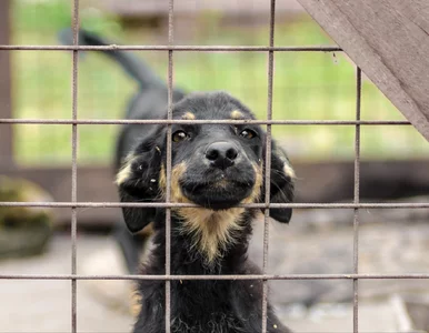 Miniatura: Nowy obowiązek dla milionów właścicieli...