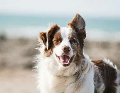 Miniatura: Kształt pyska może skrócić życie psa nawet...