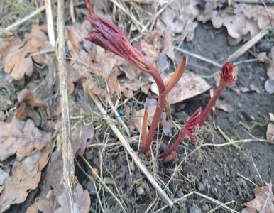 Miniatura: Wsyp do wody i podlej piwonie jeszcze...