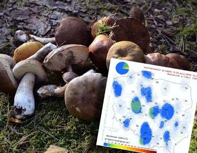 Miniatura: Gdzie są grzyby? Nowa mapa wysypu pokazuje...