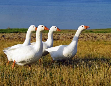 Miniatura: Wysłała gęś pocztą. Prokuratura domaga się...