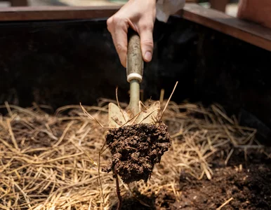 Miniatura: Kompost i siarczyste mrozy. Co zrobić z...