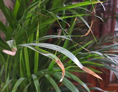 Miniatura: Palma areka ma zasuszone końcówki liści?...