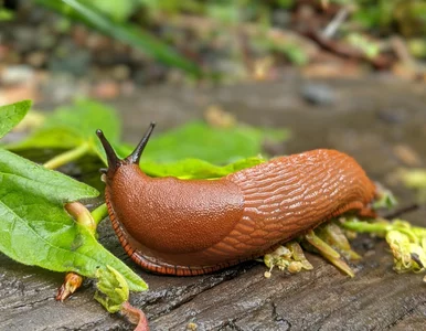 Miniatura: Rano sałata była podziurawiona. Po deszczu...