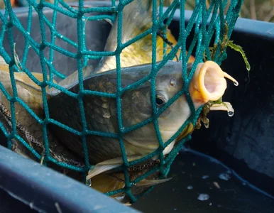 Miniatura: Jakie ceny karpia w 2025 r.? Dobra...