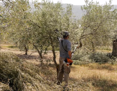 Miniatura: Samochody zrobione z oliwek? Jeden z...