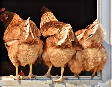 Miniatura: Groźna choroba w Polsce. Jest komunikat