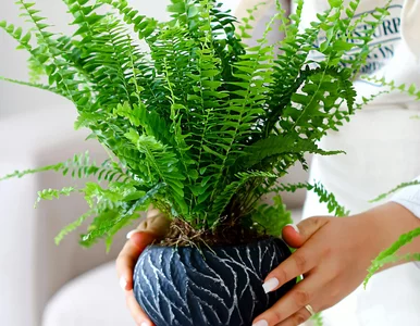 Miniatura: Nie wylewaj, lecz wykorzystaj jako odżywkę...