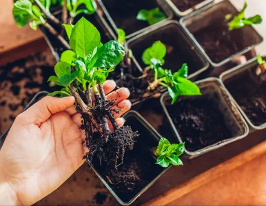 Miniatura: Pokrój, zalej wodą i podlej rośliny....