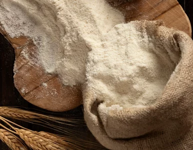 Miniatura: Te robaki mogą opanować całą kuchnię....