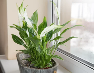 Miniatura: Dodaj to do doniczki raz na tydzień, a...