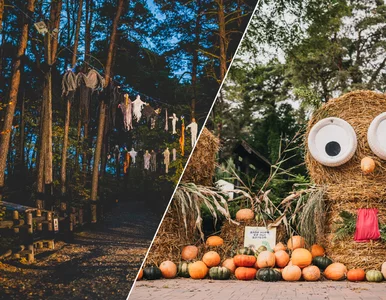 Miniatura: Tutaj warto spędzić Halloween. Niedaleko...